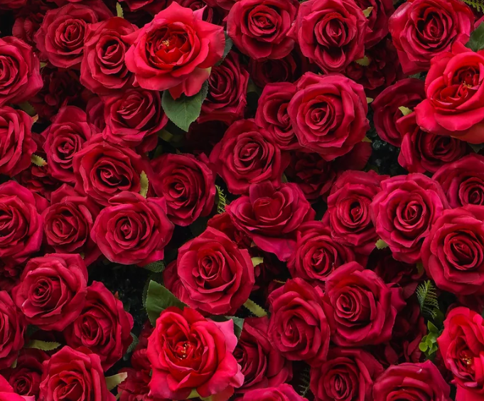 The True North Flower Wall